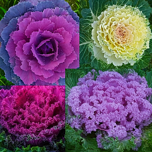 KALE Autumn MIX Seeds - Flowering Vegetable Garden CABBAGE